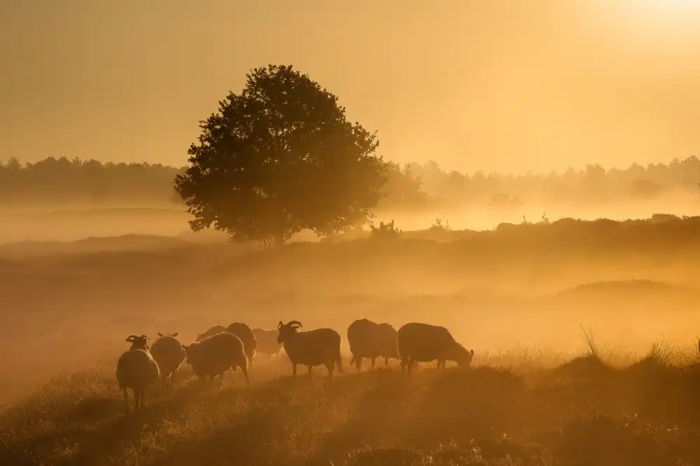 Haaksma, Piet: Goldener Sonnenaufgang .........