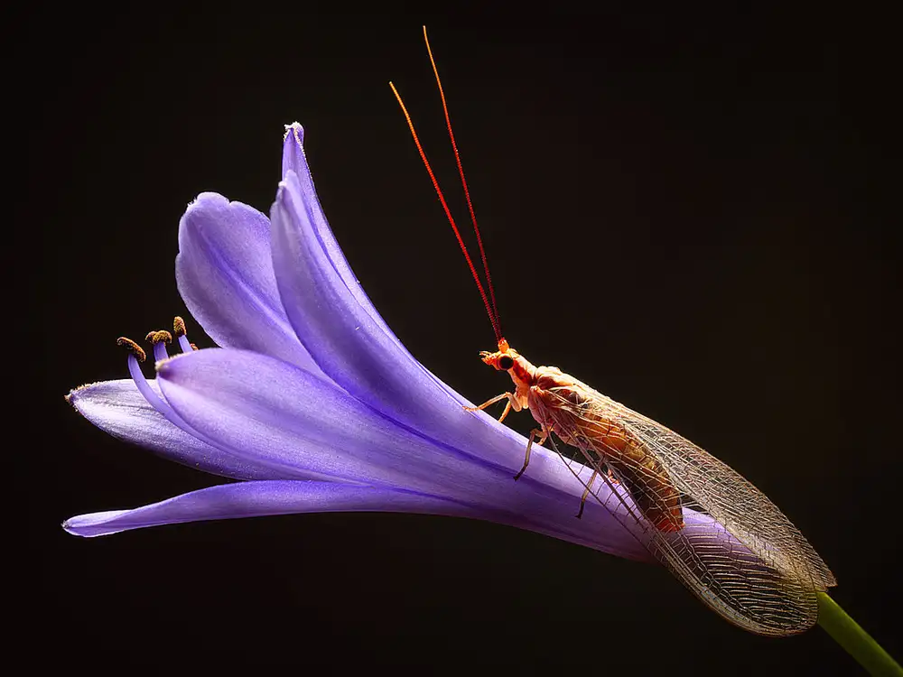 Hoffman, Jimmy: Lacewing