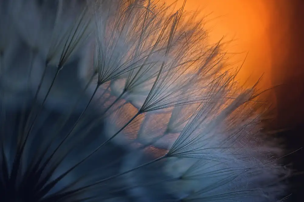 Dim, - Dimitar: ///<*...