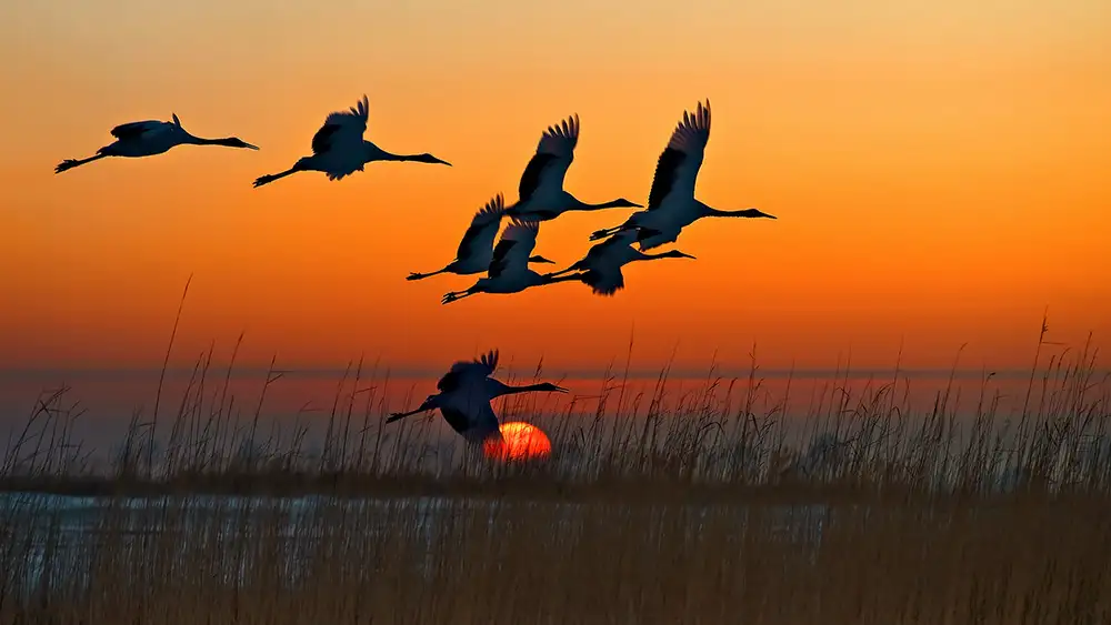 Zhu, Hua: Red-crowned Cranes