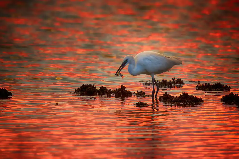 Simone, De Ciro: Sunset and egret