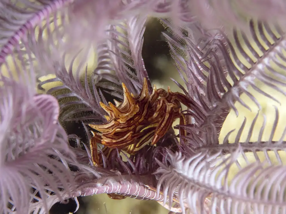 Tov, Ben Ilan: Federsternkrabbe (Ceratocarcinus spinosus)