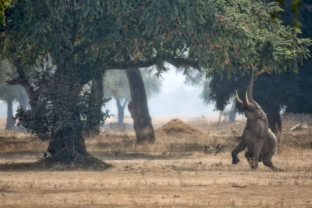 Catta, Alessandro: Mana Pools Secret