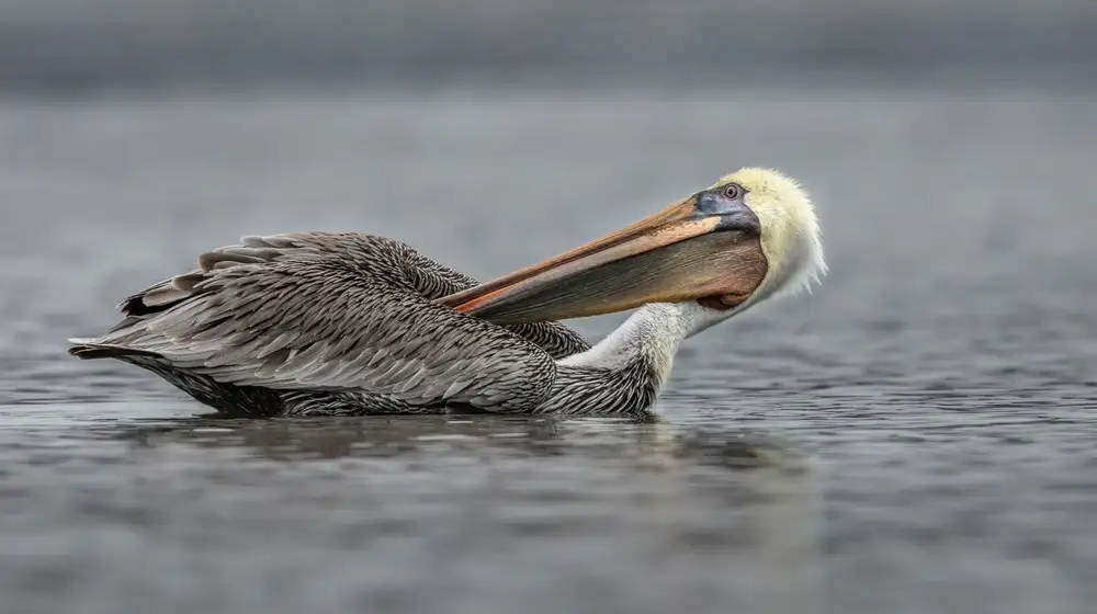 Barsh, Greg: Backscratcher