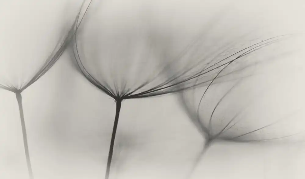 Grønkjær, Lotte: Tragopogon