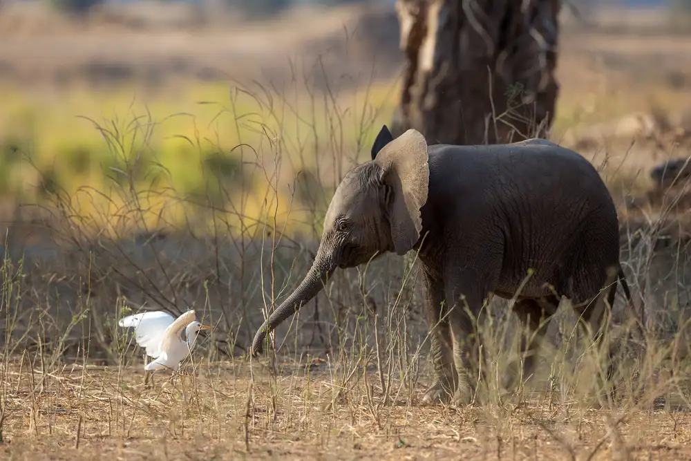 Catta, Alessandro: Elephant Cub VS Egret