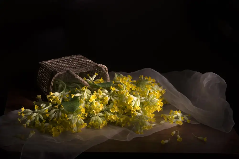 Danelsone, Silvija: Primula veris