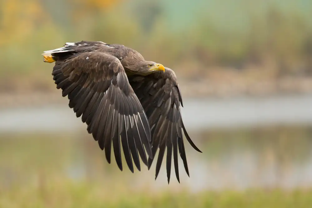 Zygmunt, Milan: Seeadler