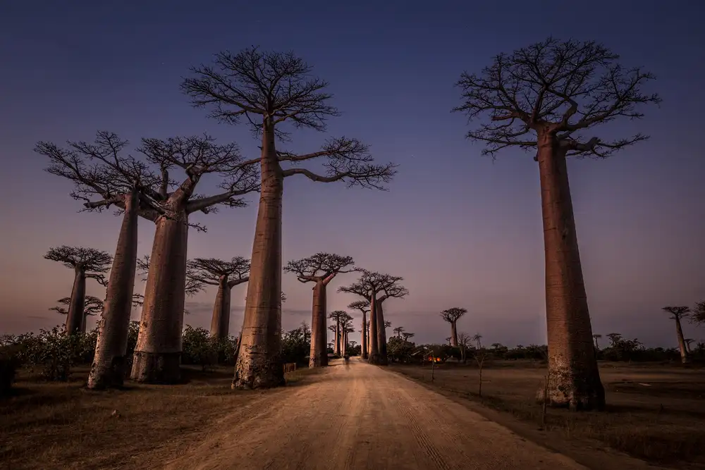 Tagliarino, Marco: Allée des Baobabs