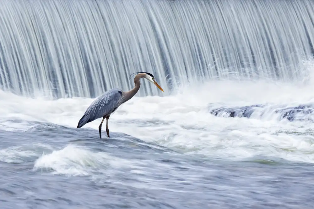 Costina, Mircea: Fishing in stormy waters