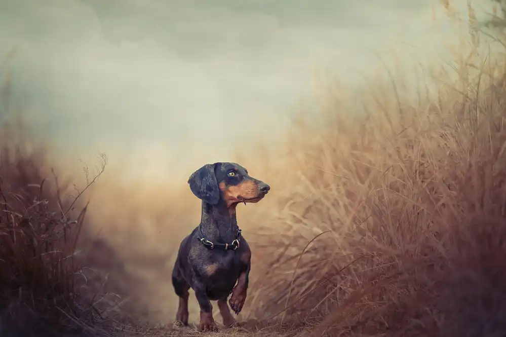 Willers, Heike: La natura mi chiama e devo andare..