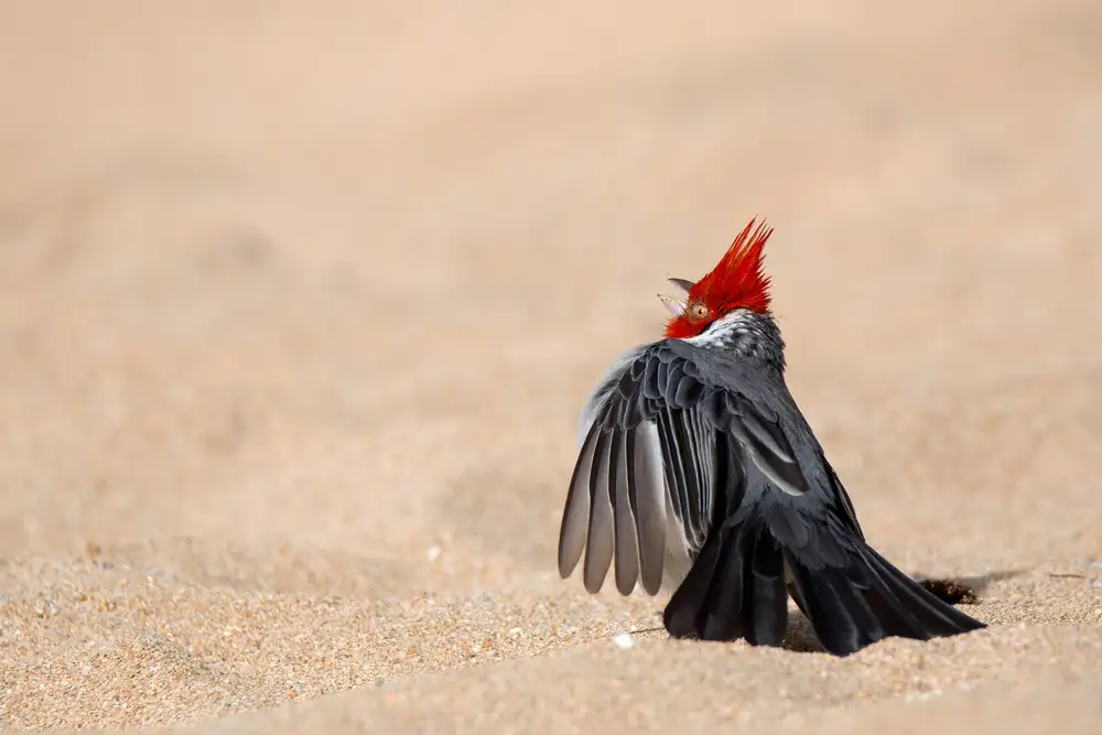 Catta, Alessandro: Dancing Bird