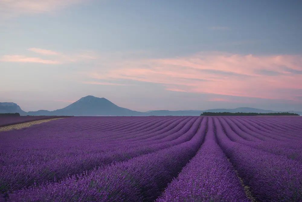 Anton, Rostovskiy: campo de lavanda