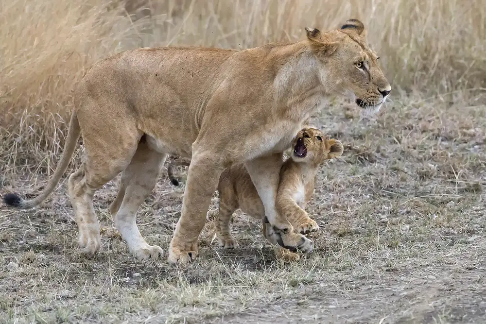 Feng, Young: Ascoltami... mamma!