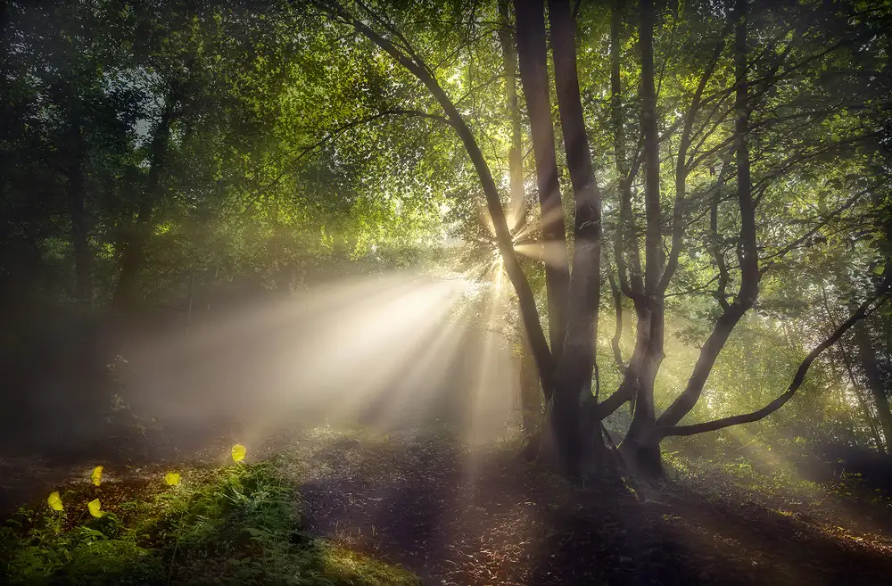 Osuna, Fran: Das Morgenlicht