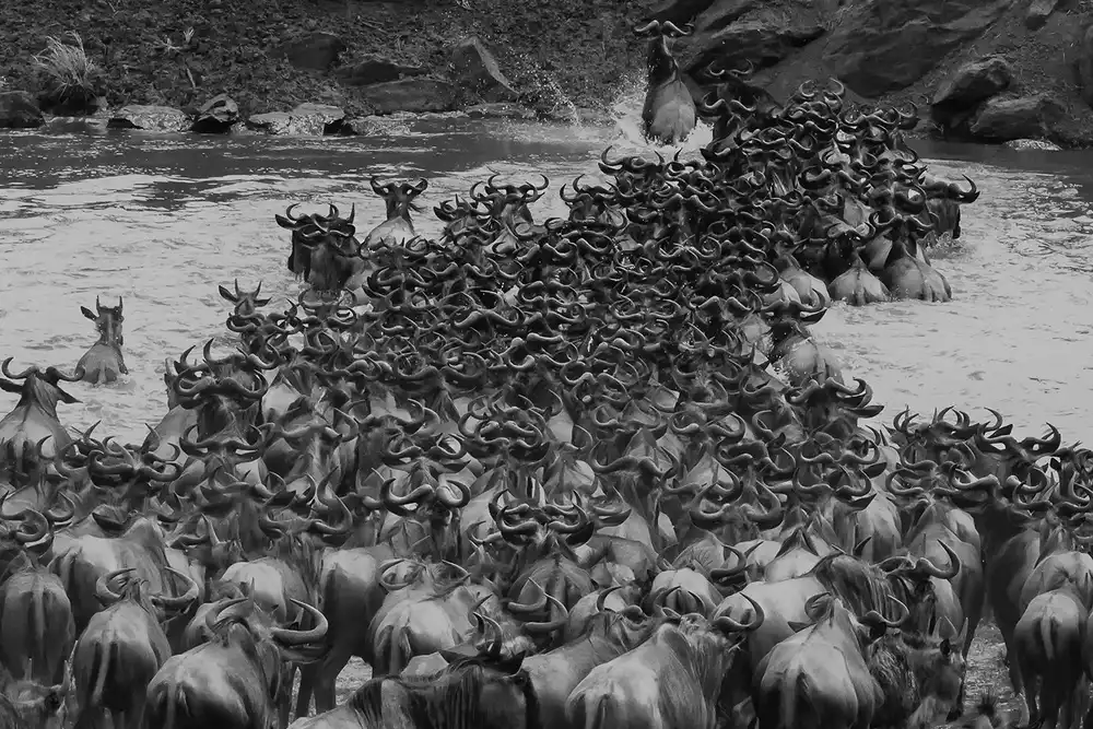 Chen, Li: Crossing Mara River