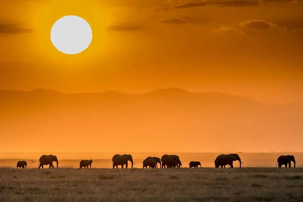 Sink, C. Jeffrey: Východ slunce nad Amboseli