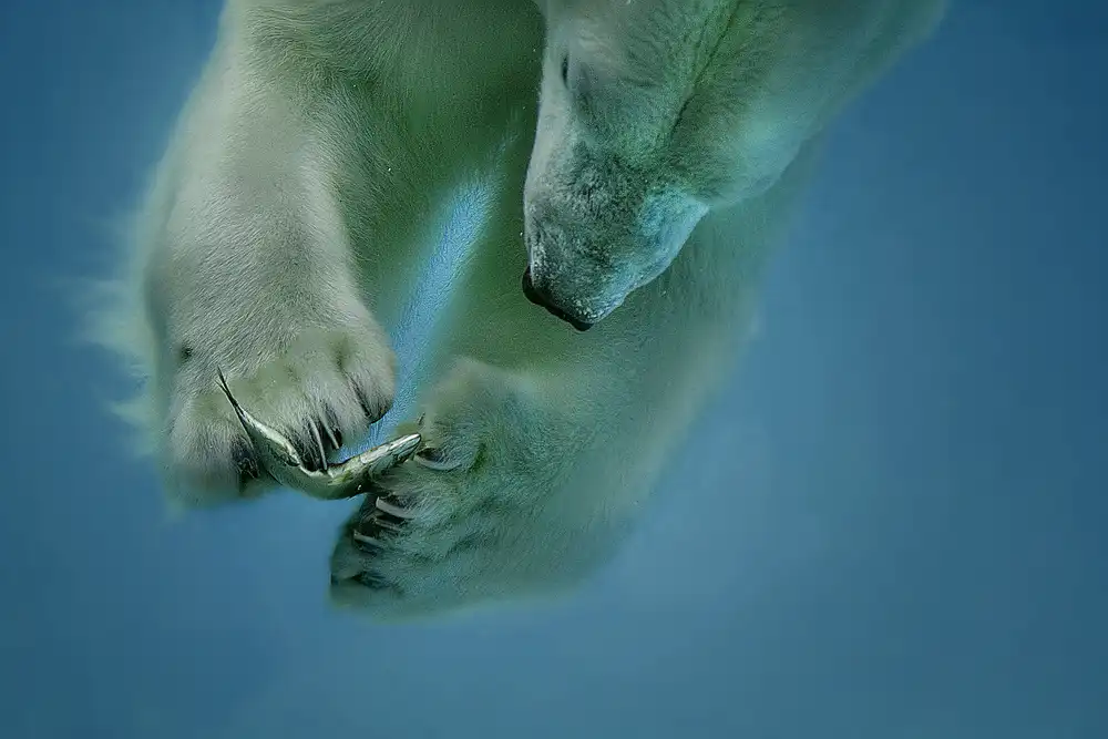 Wagner, Peter: Eisbär