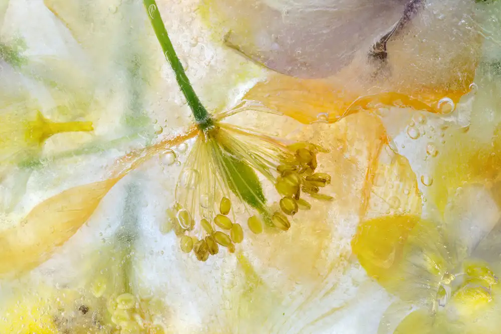 Disher, Mandy: Glace Papaver