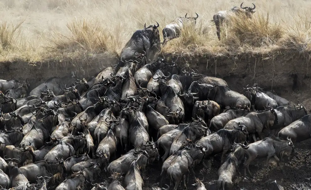Zuo, Jun: Gnus in Crossing