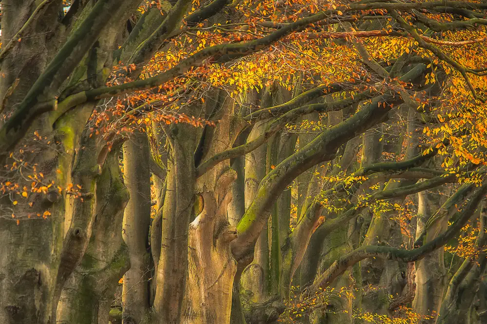Haaksma, Piet: Herbst genehmigen ..........