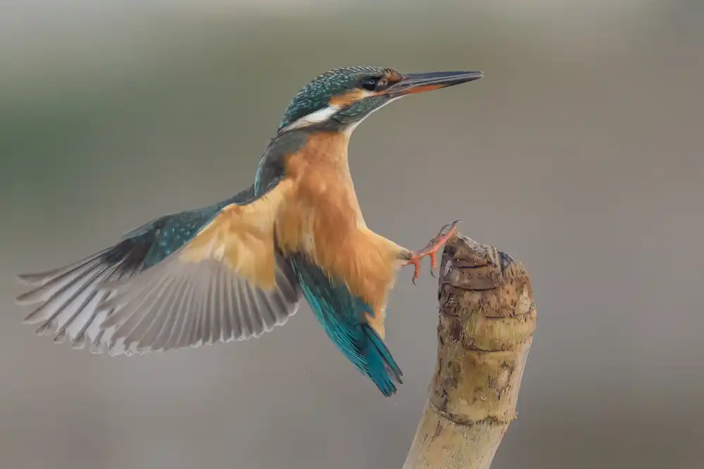 Tamajo, Massimo: Alcedo atthis #2