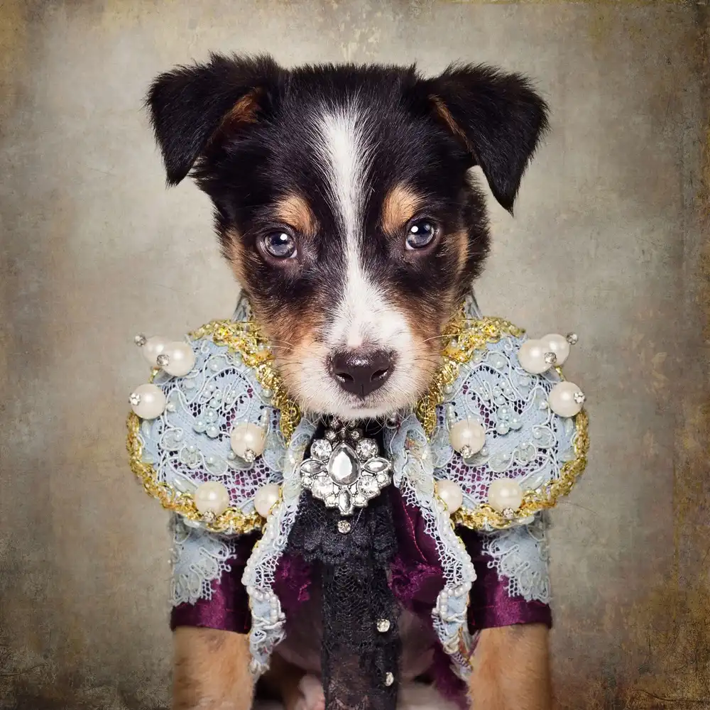 Swarek, Tammy: Projet de refuge pour animaux de compagnie - Loki