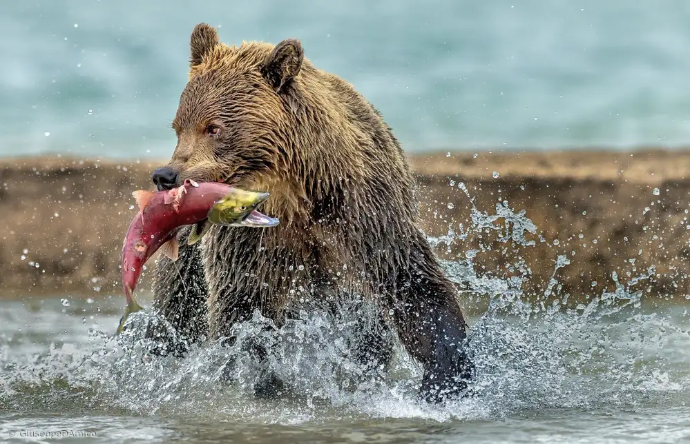 DAmico, Giuseppe: Fishing - Kamchatka, Russia