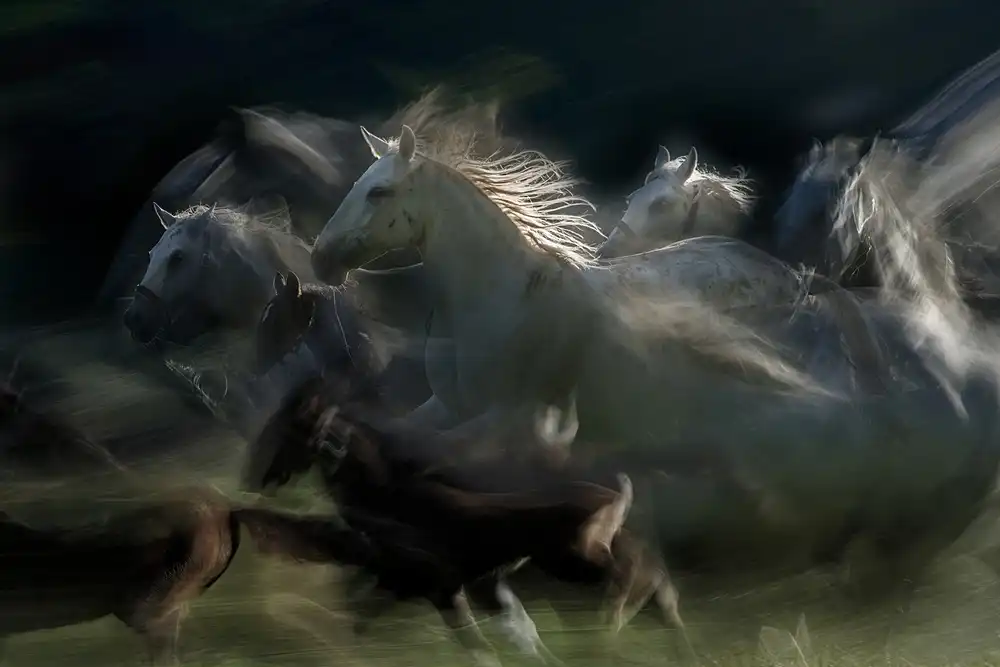 Malovrh, Milan: Galopp