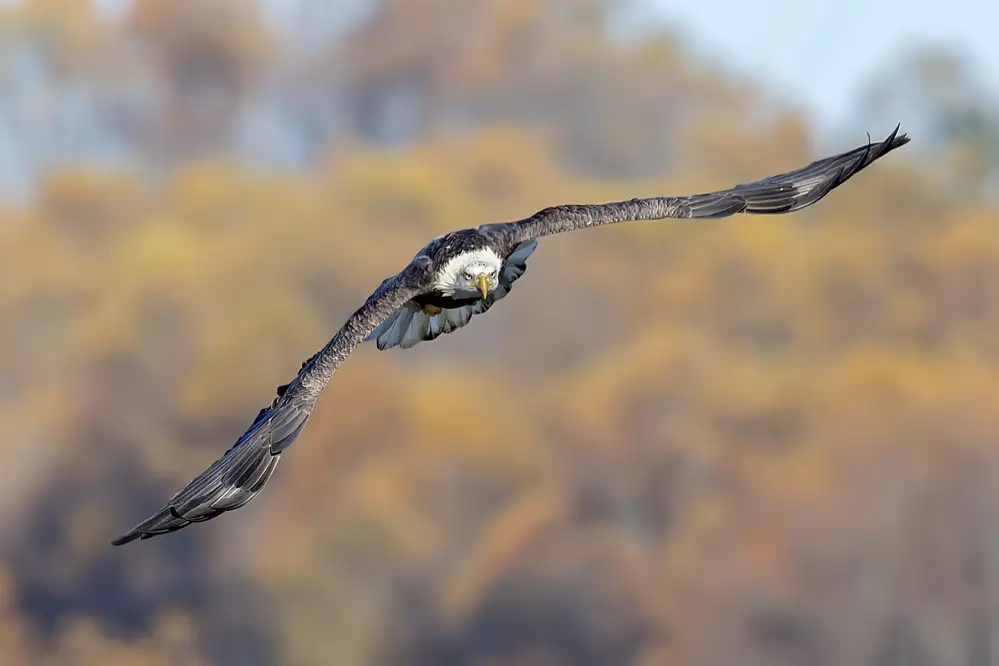 Li, Rob: BaldEagle-3