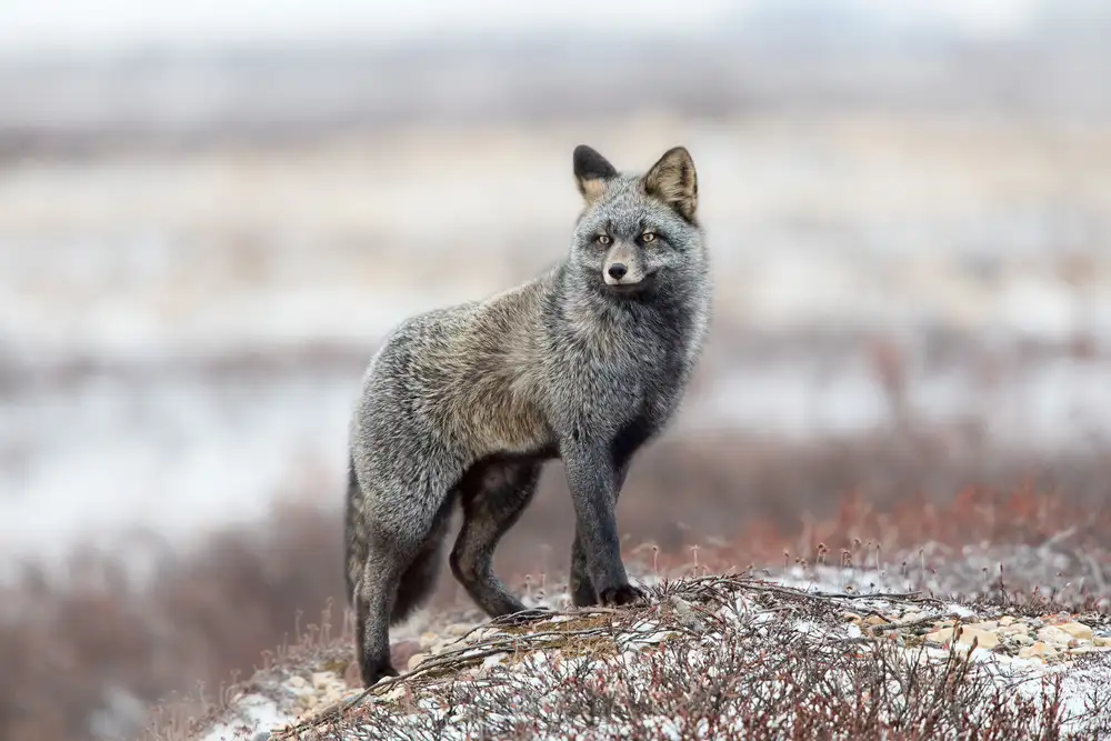 Catta, Alessandro: Cross Fox