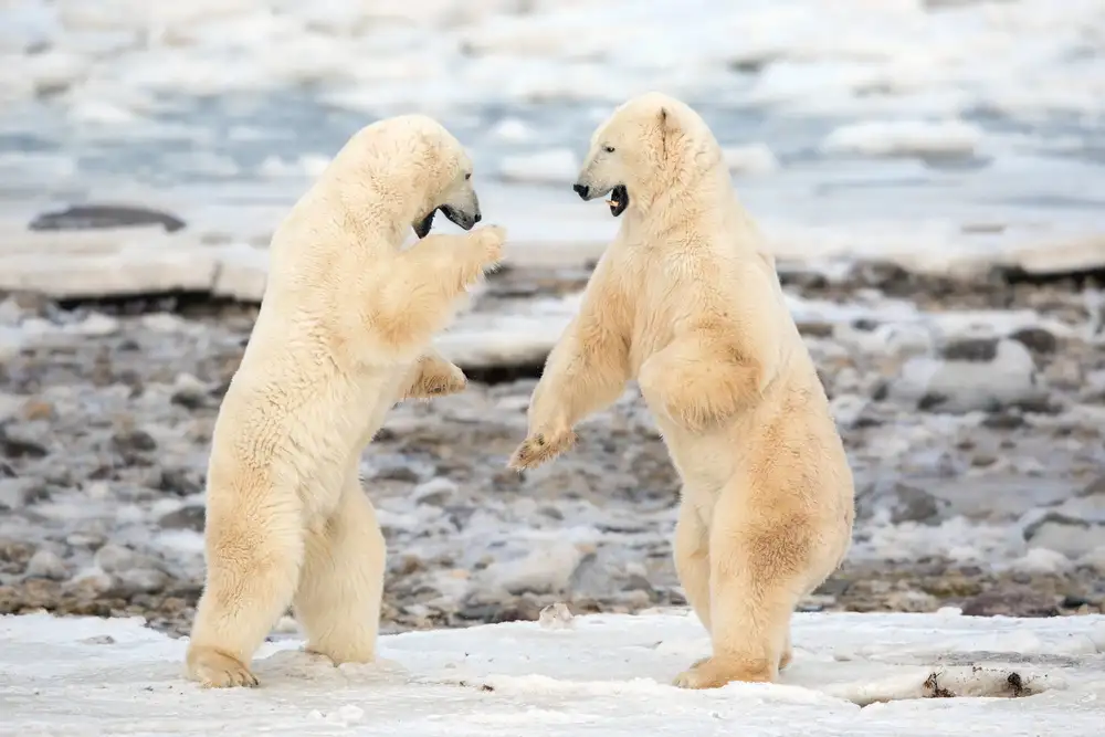 Catta, Alessandro: Fight !