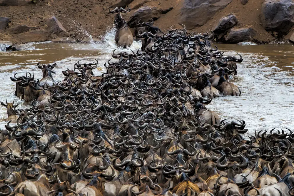 Zuo, Jun: Gnus überqueren den Fluss
