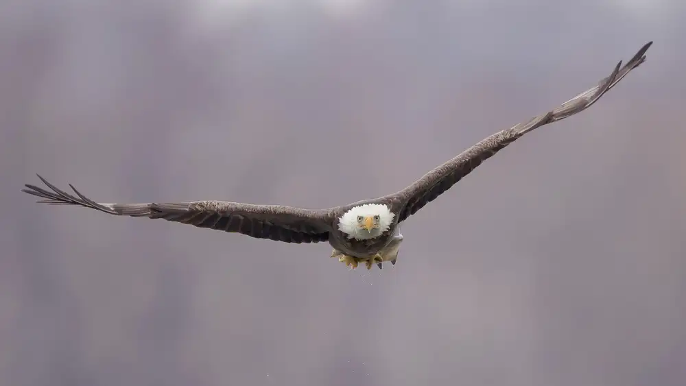 Huang, Tao: BaldEagle-2