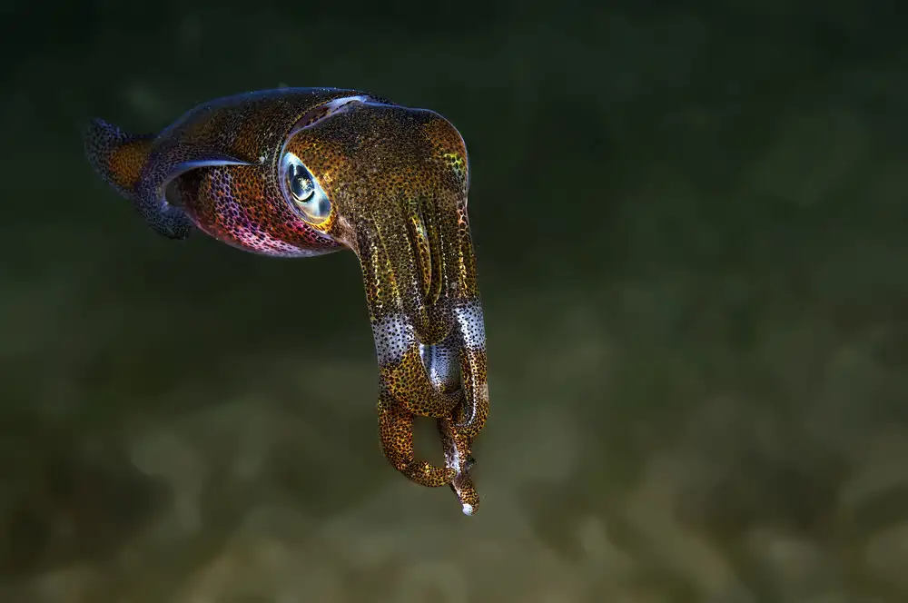 Tov, Ben Ilan: Tintenfisch