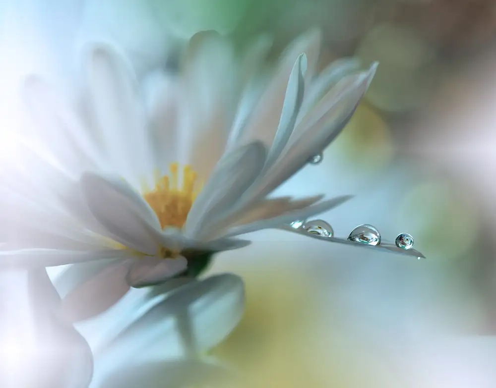 Nan, Juliana: Light touch...