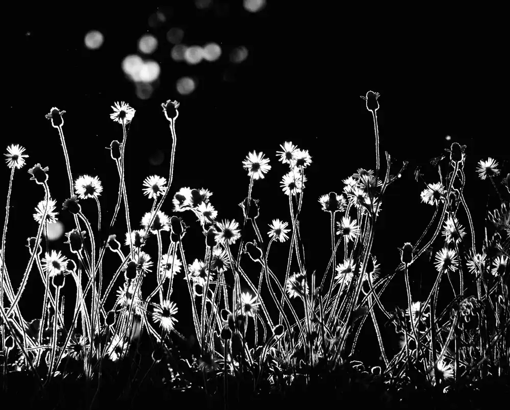 Lagaa, Kahar: The Little Flowers