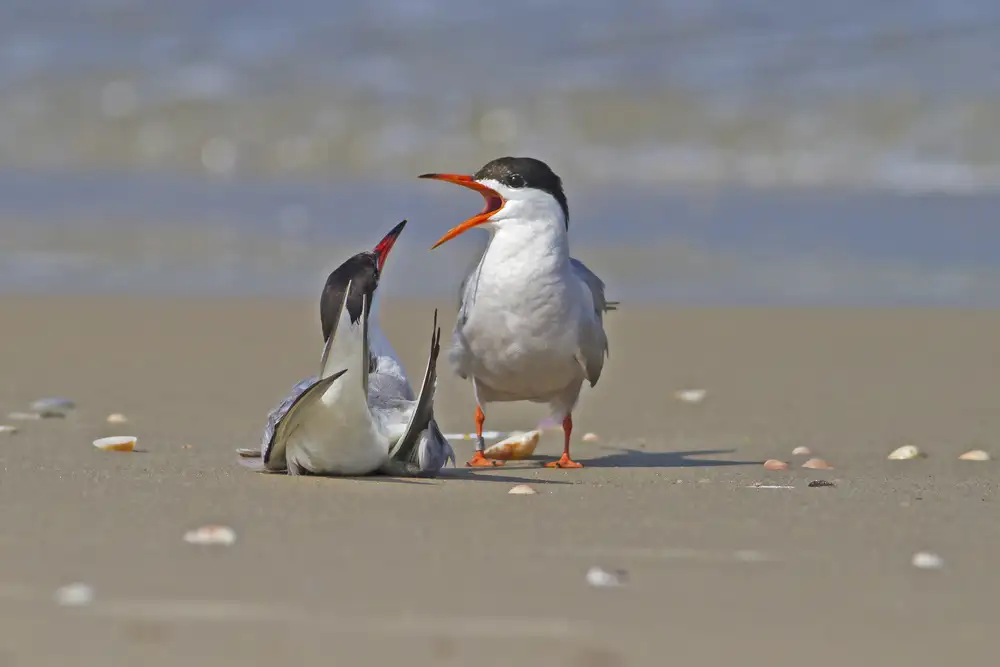 ilan: Sterna hirundo