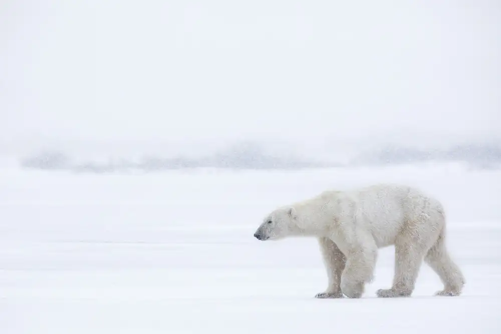 Catta, Alessandro: Polar Bear