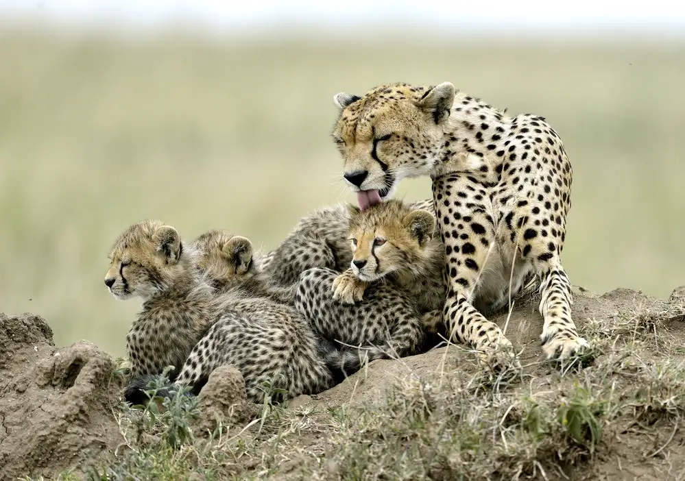 DAmico, Giuseppe: Cheetahs
