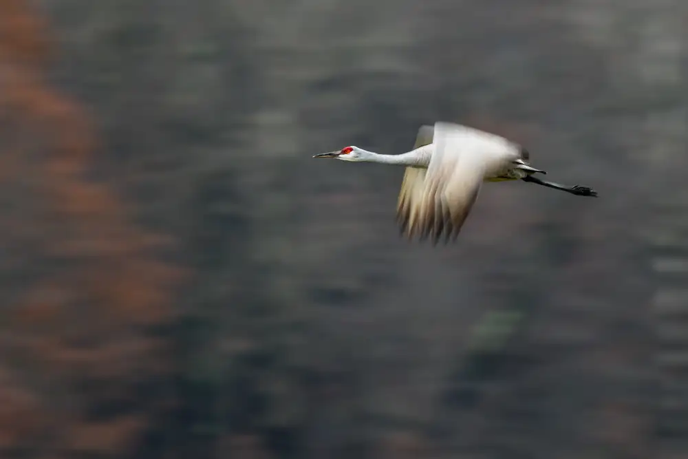 Feng, Young: Volo della gru Sandhill