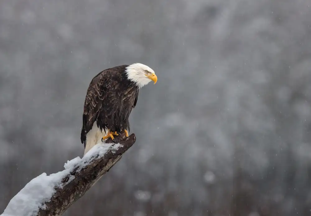 Barsh, Greg: Snow on the Skagit