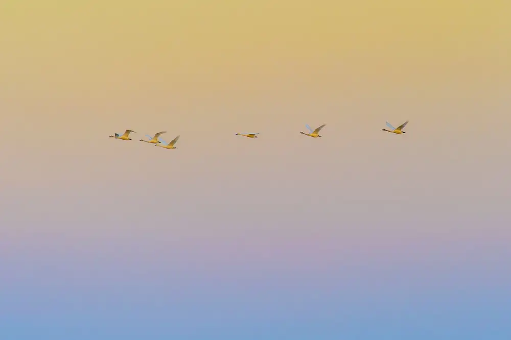 Li, Rob: Sunset flying
