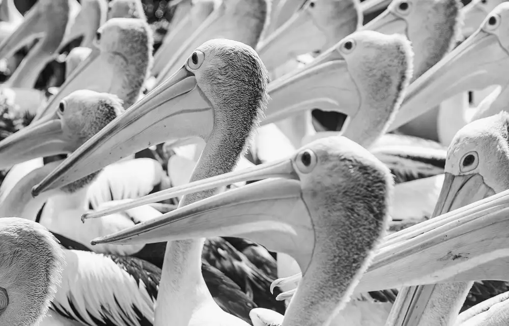 Halil, Andi: Pelicans