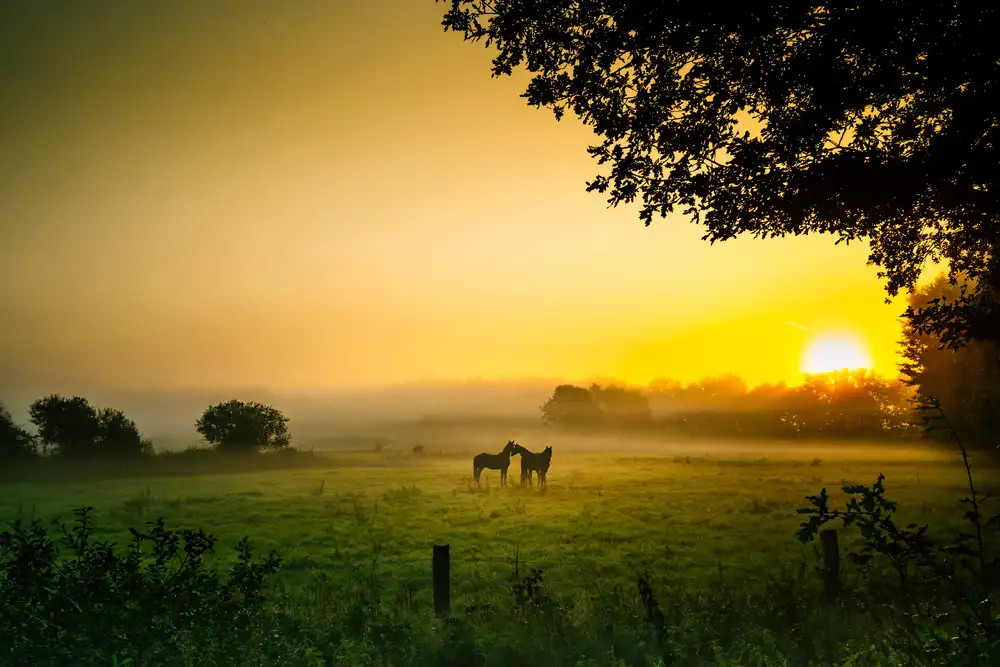 Jansen, Arne: Romantik in der Morgenstunde.