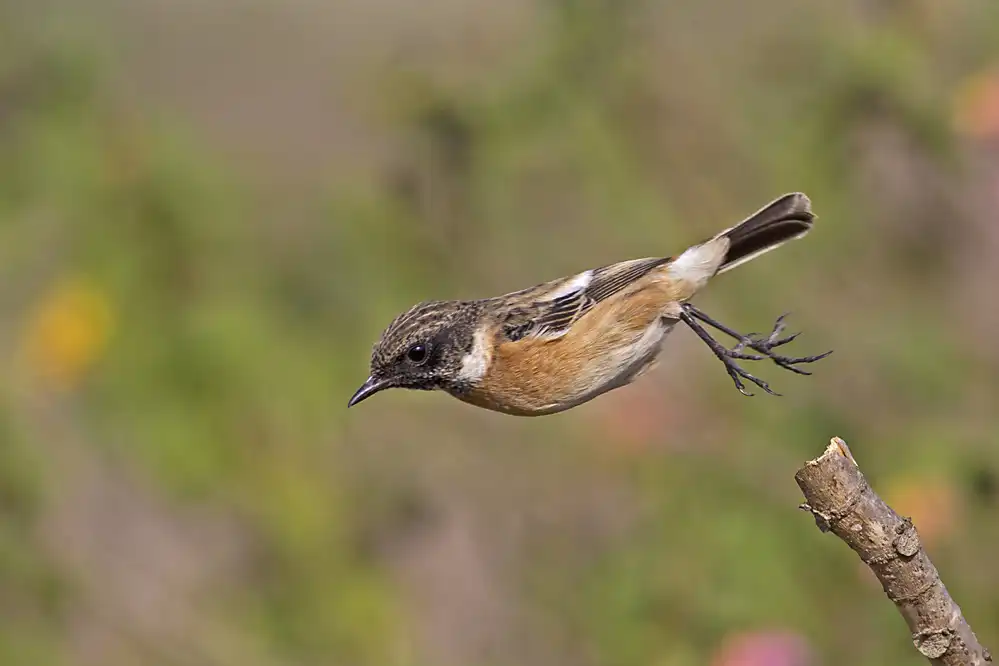 ilan: Saxicola rubicola