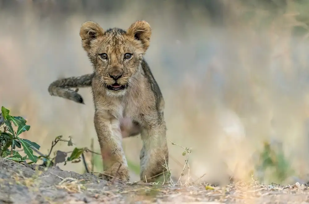 DAmico, Giuseppe: Cub - South Luangwa