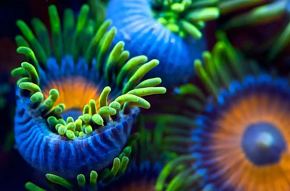 Buye, Pascual Santiago: The colors of the reef II