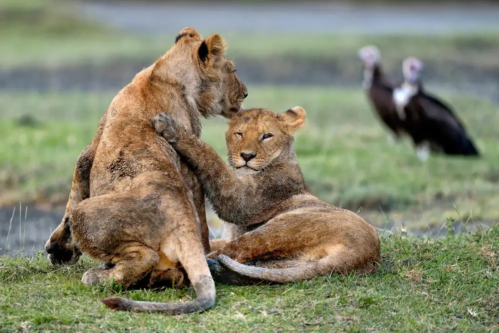 DAmico, Giuseppe: Youngs Lions - Serengeti Tanzania