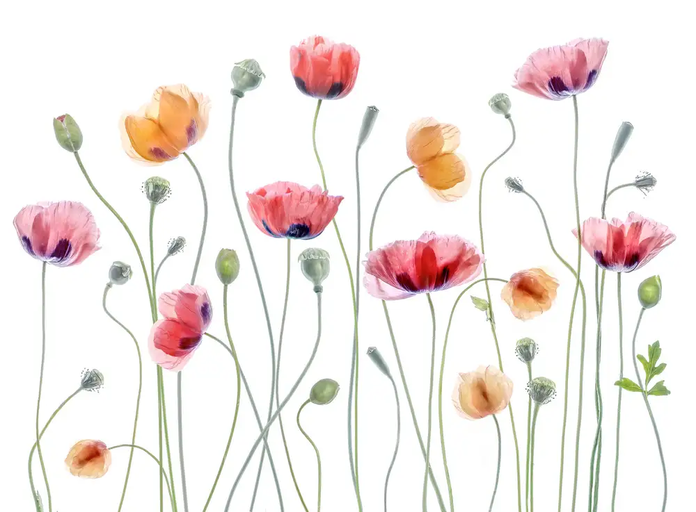 Disher, Mandy: fiesta de papaver